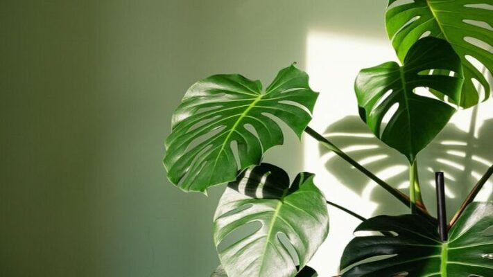 Barbie Monstera