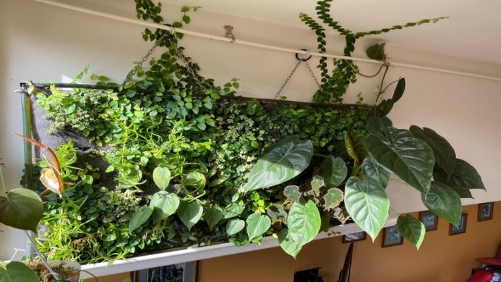 Houseplant