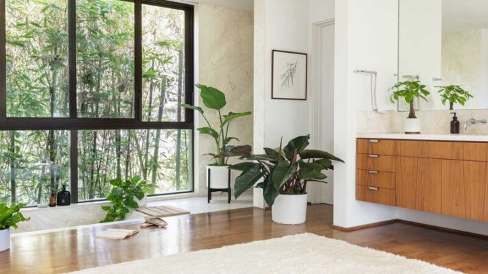 Houseplants