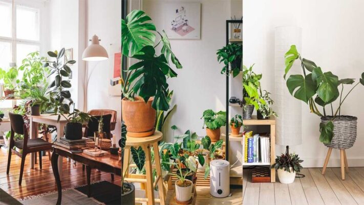 Indoor plants