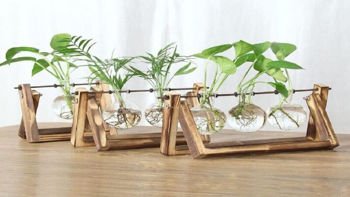 Indoor plants