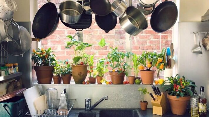 Best houseplants