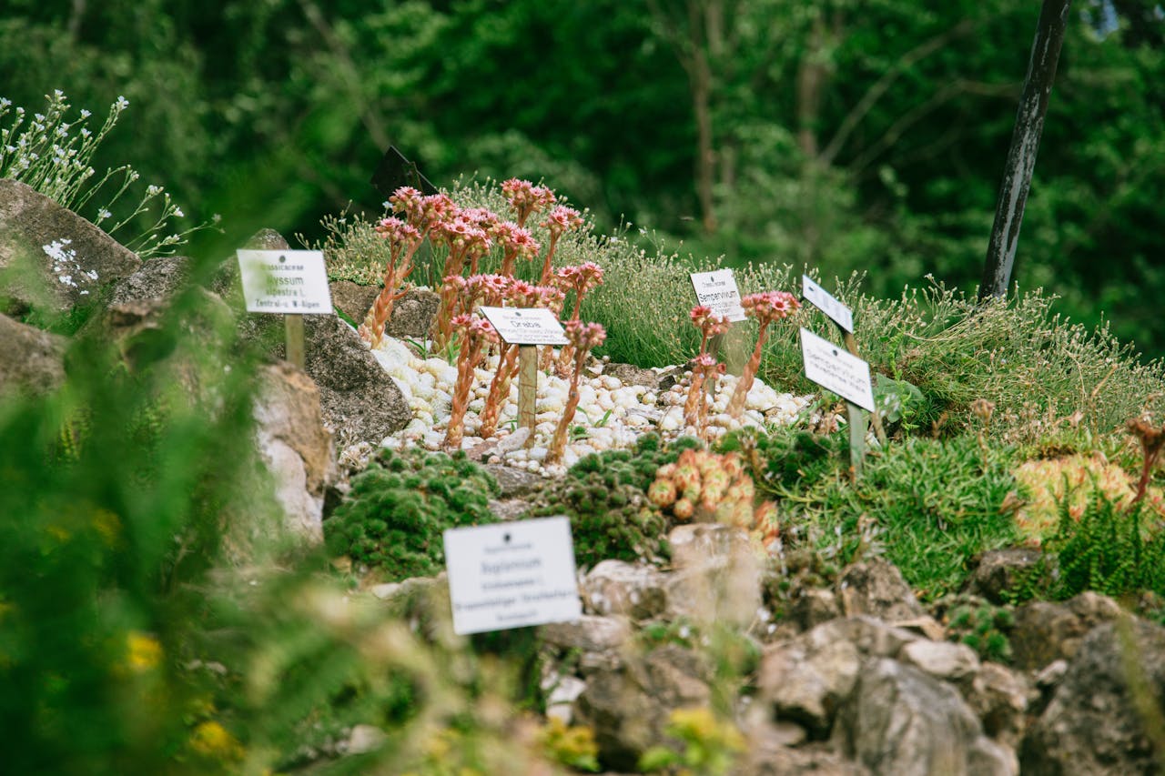 A garden of succulents