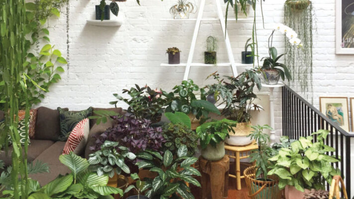 Best houseplants