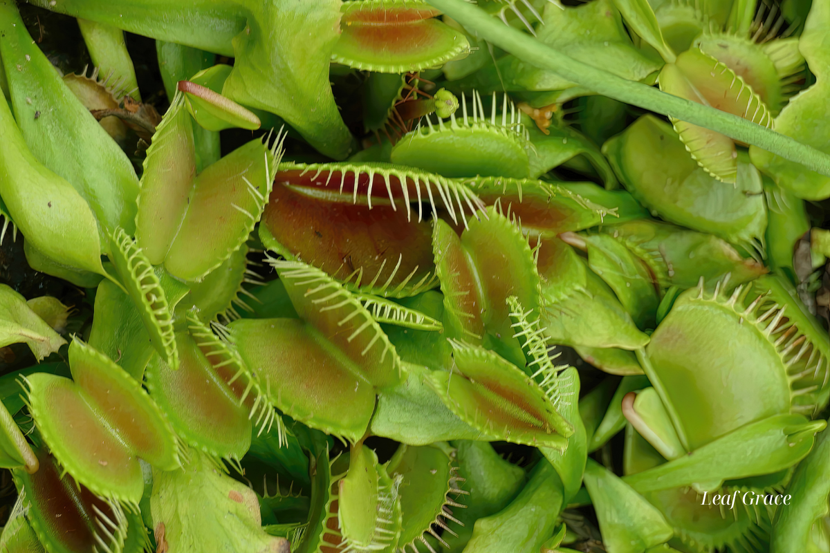 Venus Flytrap (Dionaea muscipula) Frightening Plant